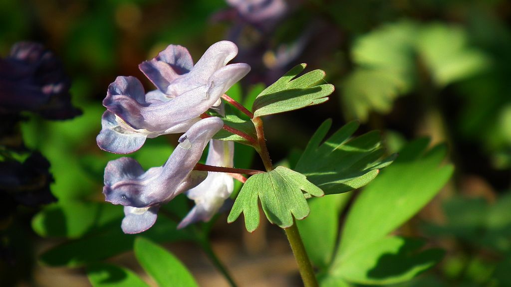 Kokorycz pełna (Corydalis solida)