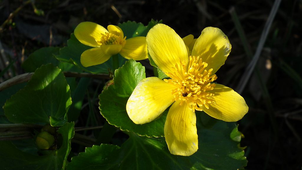Knieć błotna, kaczeniec, kaczyniec, kaczyniec błotny (Caltha palustris L.)