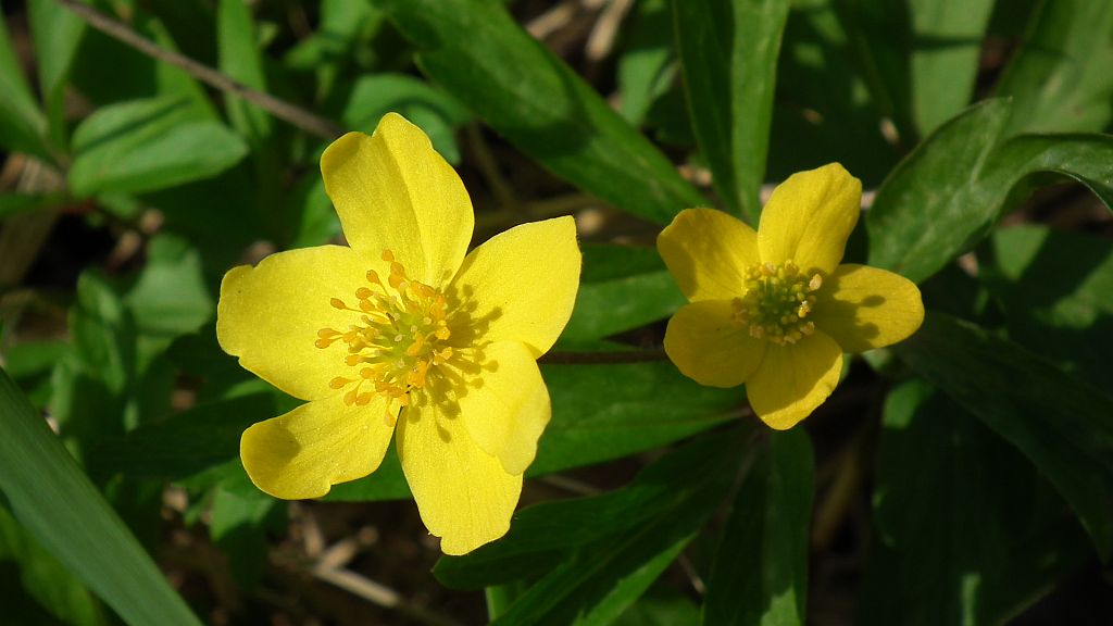 Zawilec żółty (Anemone ranunculoides L.)