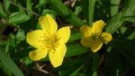 Zawilec żółty (Anemone ranunculoides L.)