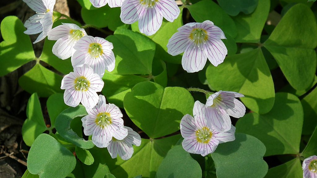 Szczawik zajęczy (Oxalis acetosella L.)