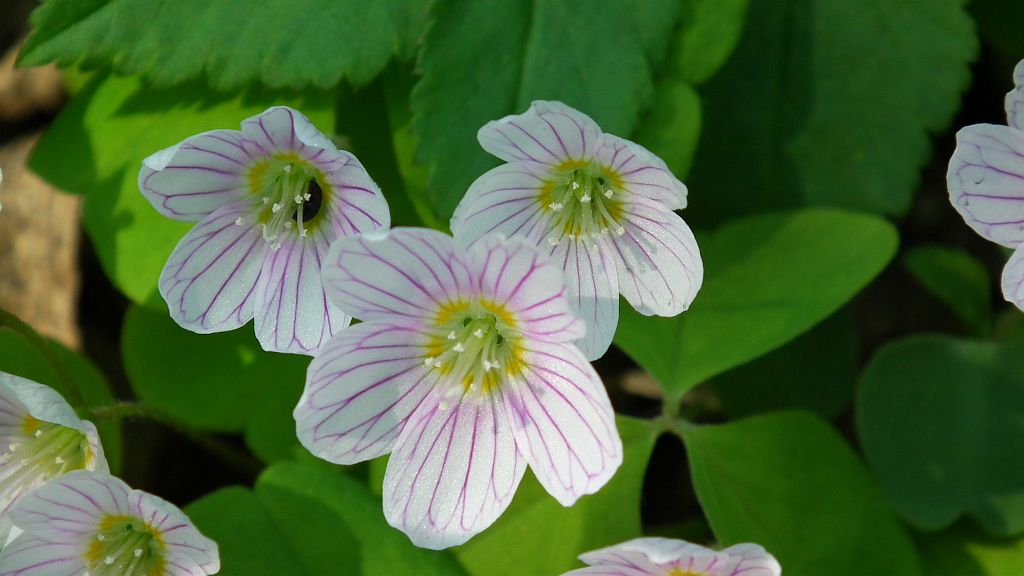 Szczawik zajęczy (Oxalis acetosella L.)
