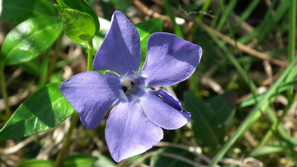 Barwinek pospolity (Vinca minor L.)