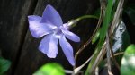 Barwinek pospolity (Vinca minor L.)