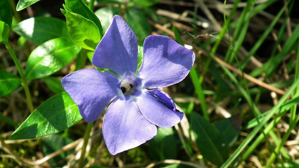 Barwinek pospolity (Vinca minor L.)