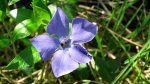 Barwinek pospolity (Vinca minor L.)