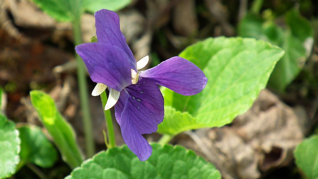 Fiołek wonny (Viola odorata)