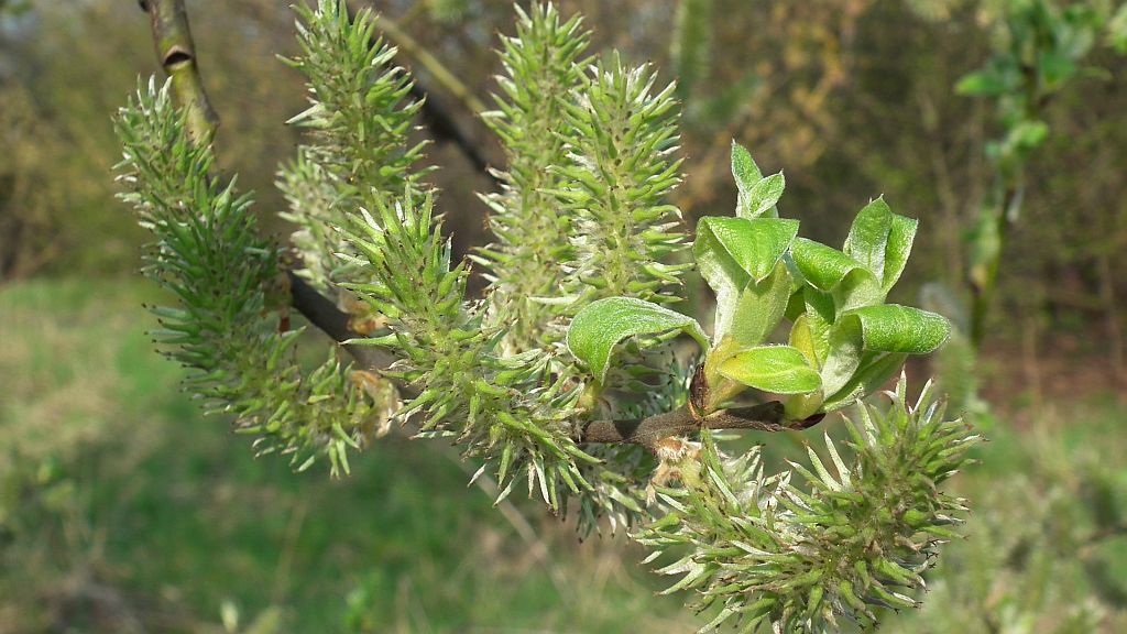 Wierzba (Salix L.)