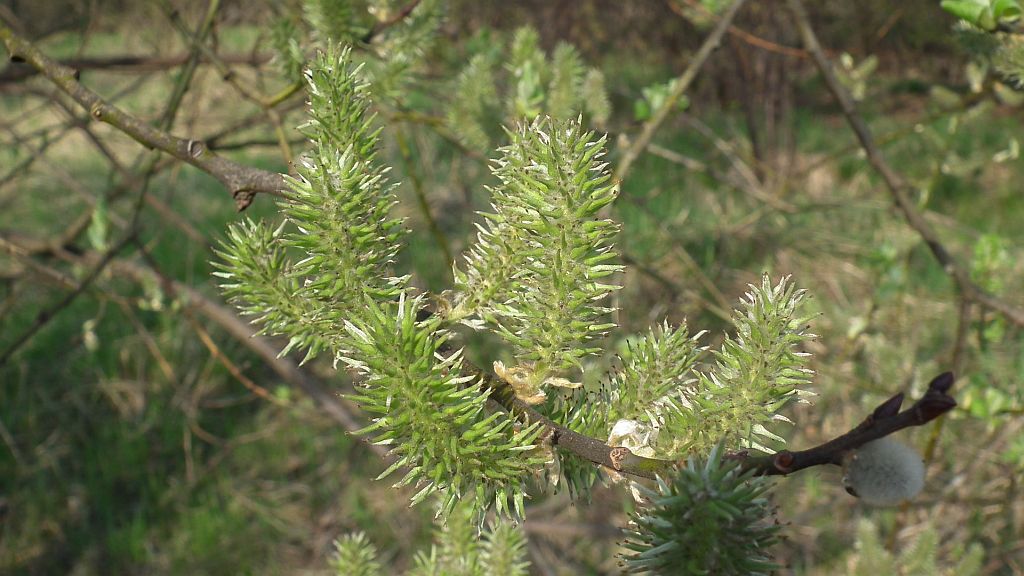 Wierzba (Salix L.)