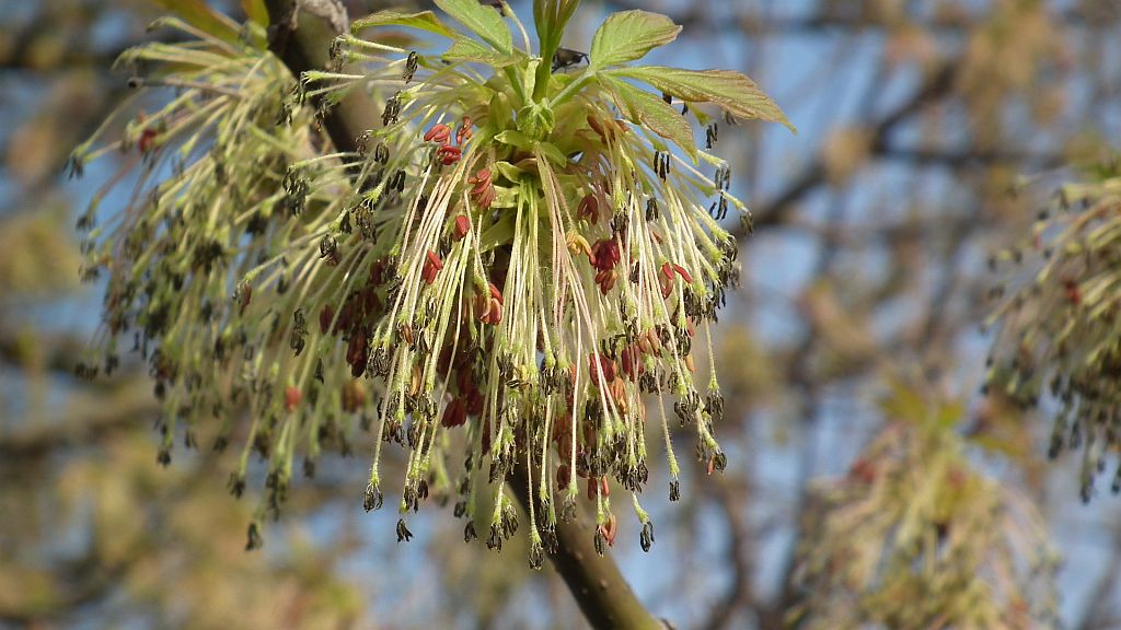 Klon jesionolistny (Acer negundo L.)