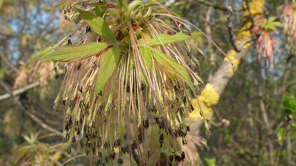 Klon jesionolistny (Acer negundo L.)