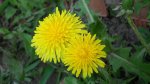 Mniszek lekarski syn. mniszek pospolity, (Taraxacum officinale F. H. Wigg.)