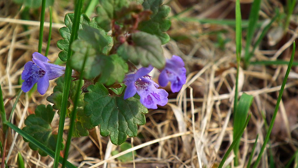 Bluszczyk kurdybanek (Glechoma hederacea L.)