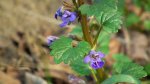 Bluszczyk kurdybanek (Glechoma hederacea L.)