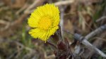 Podbiał pospolity (Tussilago farfara L.)