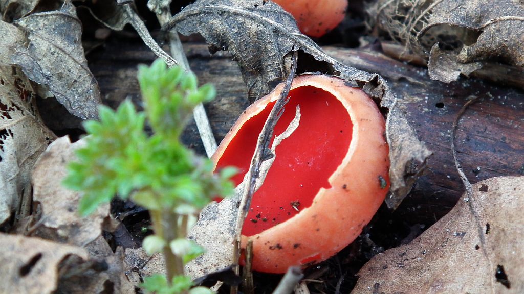 Czarka szkarłatna (Sarcoscypha coccinea (Fr.) Lambotte)