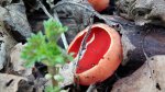 Czarka szkarłatna (Sarcoscypha coccinea (Fr.) Lambotte)