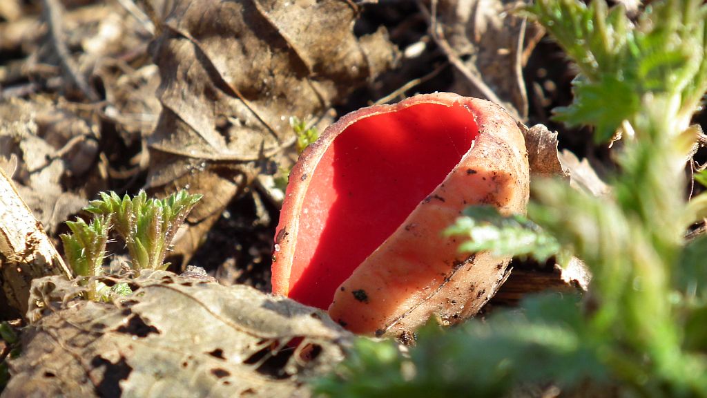 Czarka szkarłatna (Sarcoscypha coccinea (Fr.) Lambotte)