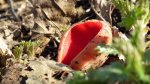 Czarka szkarłatna (Sarcoscypha coccinea (Fr.) Lambotte)