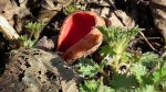 Czarka szkarłatna (Sarcoscypha coccinea (Fr.) Lambotte)