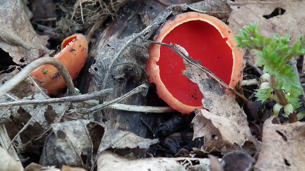 Czarka szkarłatna (Sarcoscypha coccinea (Fr.) Lambotte)
