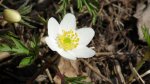 Zawilec gajowy (Anemone nemorosa L.)