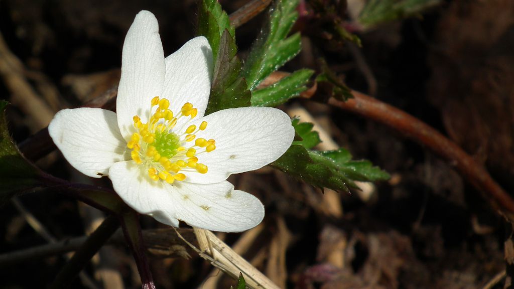 Zawilec gajowy (Anemone nemorosa L.)