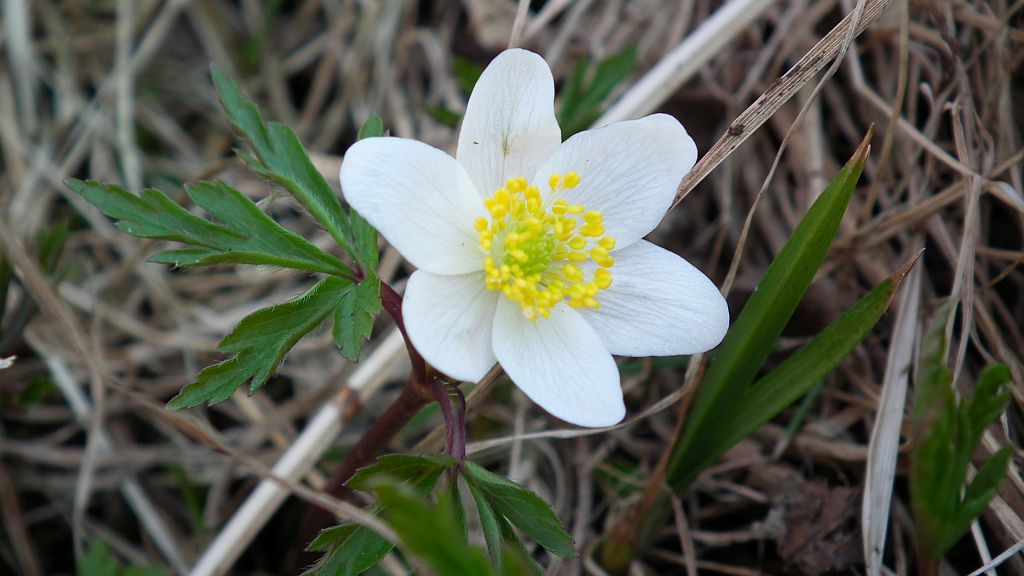 Zawilec gajowy (Anemone nemorosa L.)