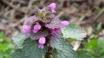 Jasnota plamista (Lamium maculatum L.)