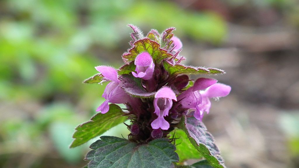 Jasnota plamista (Lamium maculatum L.)