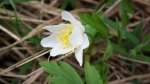 Zawilec gajowy (Anemone nemorosa L.)