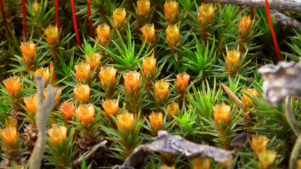 Płonnik włosisty (Polytrichum piliferum)