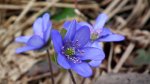 Przylaszczka pospolita (Hepatica nobilis Mill.)