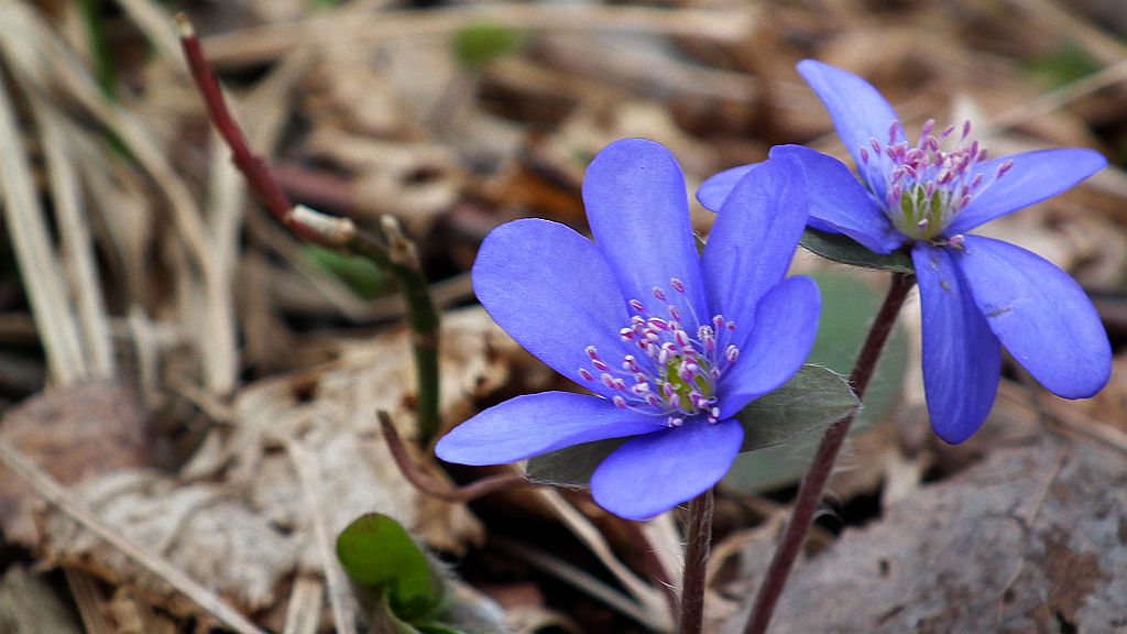 Przylaszczka pospolita (Hepatica nobilis Mill.)
