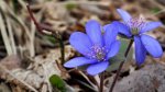 Przylaszczka pospolita (Hepatica nobilis Mill.)
