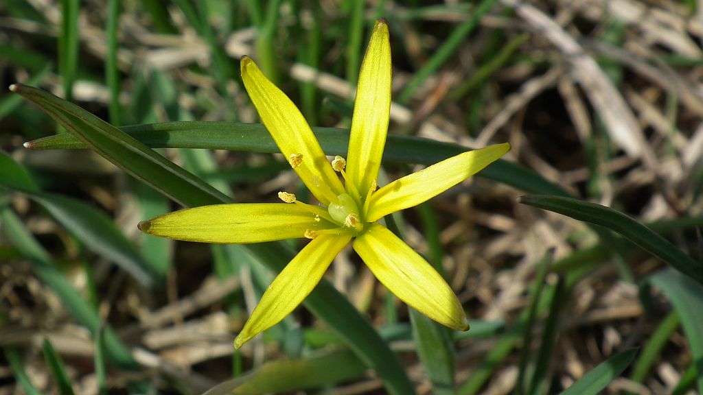 Złoć żółta (Gagea lutea)