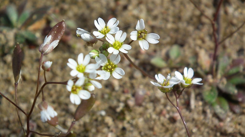 Wiosnówka pospolita (Erophila verna)