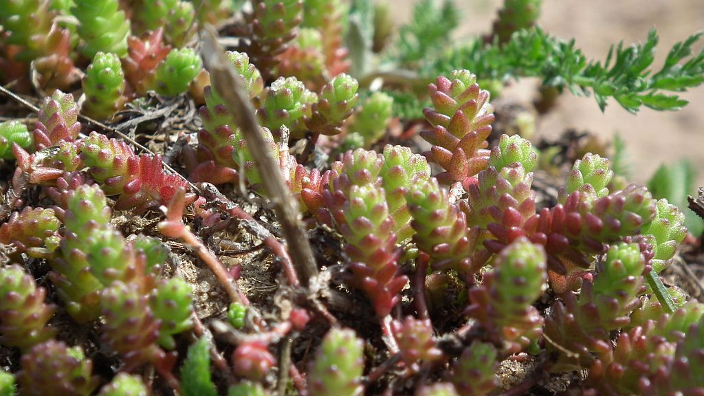 Rozchodnik ostry (Sedum acre)