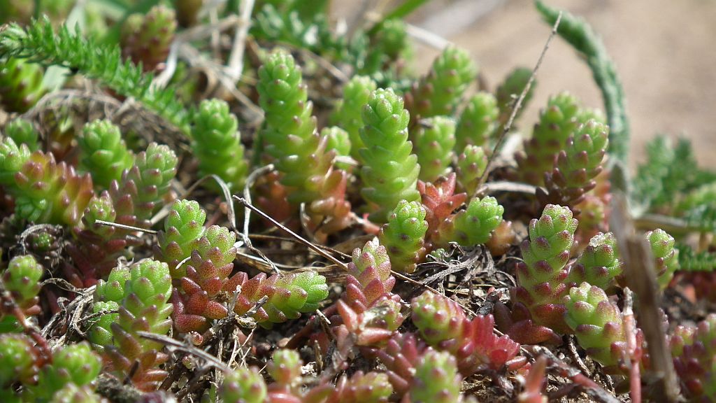 Rozchodnik ostry (Sedum acre)