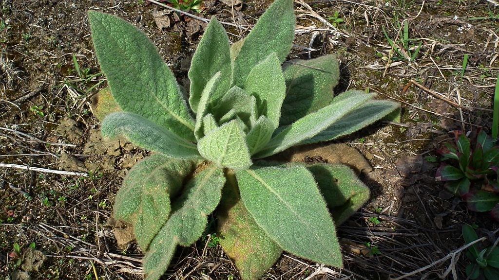 Dziewanna drobnokwiatowa (Verbascum thapsus)