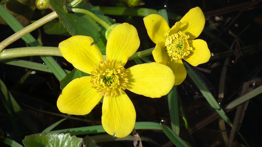 Knieć błotna, kaczeniec, kaczyniec, kaczyniec błotny (Caltha palustris L.)