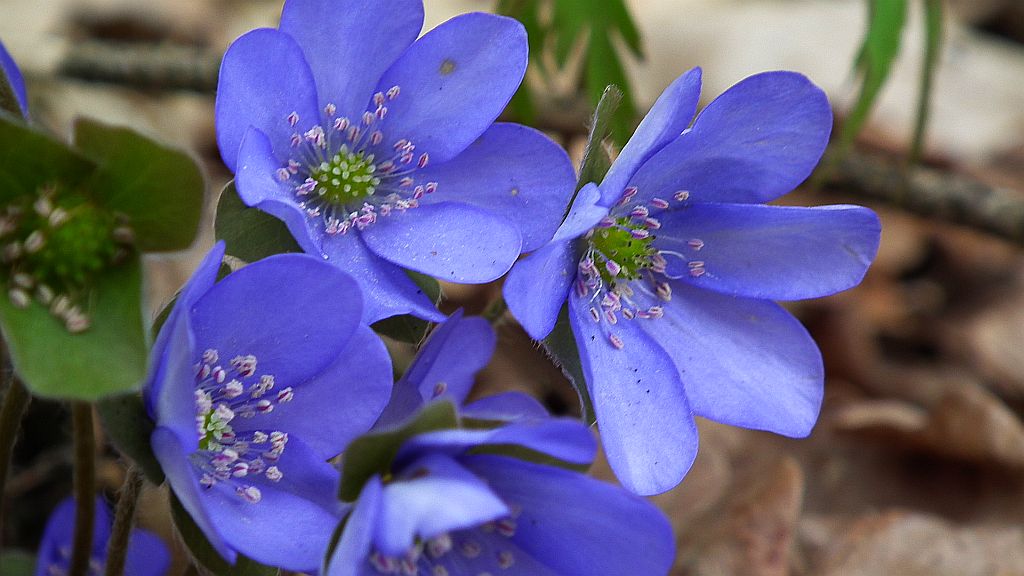 Przylaszczka pospolita (Hepatica nobilis Mill.)