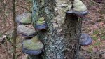 Pniarek obrzeżony (Fomitopsis pinicola)