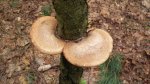 Białoporek brzozowy (Piptoporus betulinus)