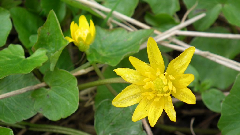 Ziarnopłon wiosenny, jaskier wiosenny, zwyczajowa nazwa pszonka (Ficaria verna Huds.)