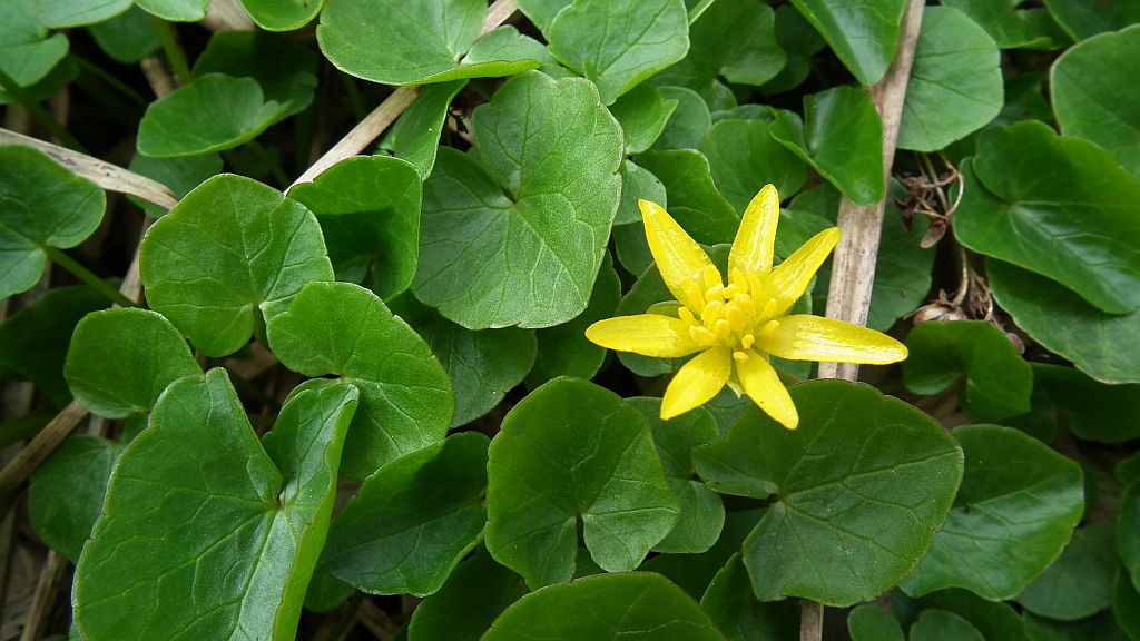 Ziarnopłon wiosenny, jaskier wiosenny, zwyczajowa nazwa pszonka (Ficaria verna Huds.)
