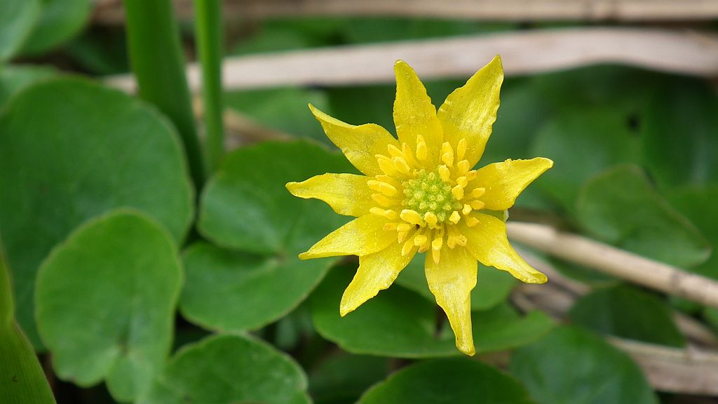Ziarnopłon wiosenny, jaskier wiosenny, zwyczajowa nazwa pszonka (Ficaria verna Huds.)