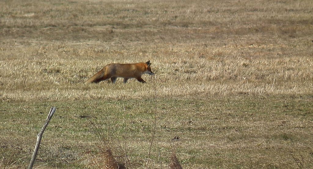 Lis, lis pospolity, lis rudy (Vulpes vulpes)