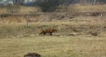 Lis, lis pospolity, lis rudy (Vulpes vulpes)