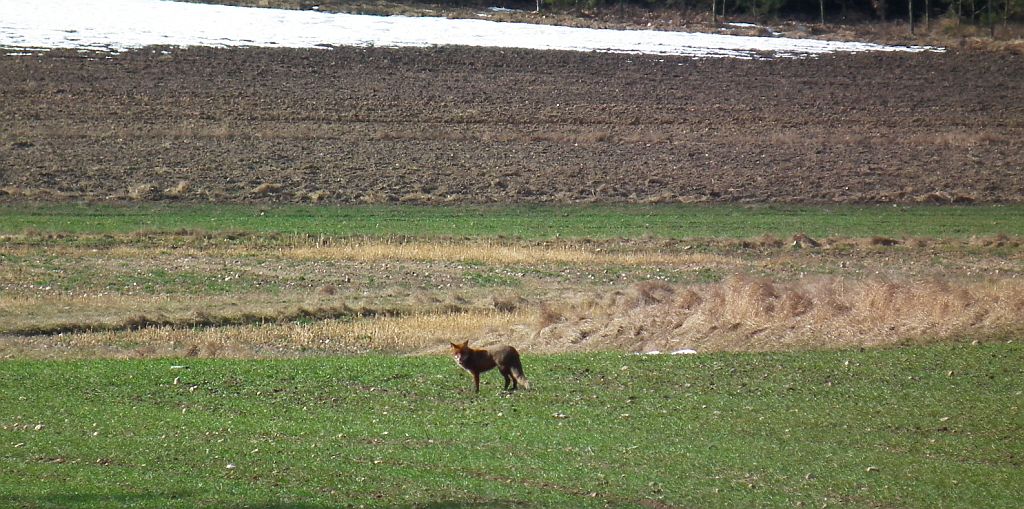 Lis, lis pospolity, lis rudy (Vulpes vulpes)